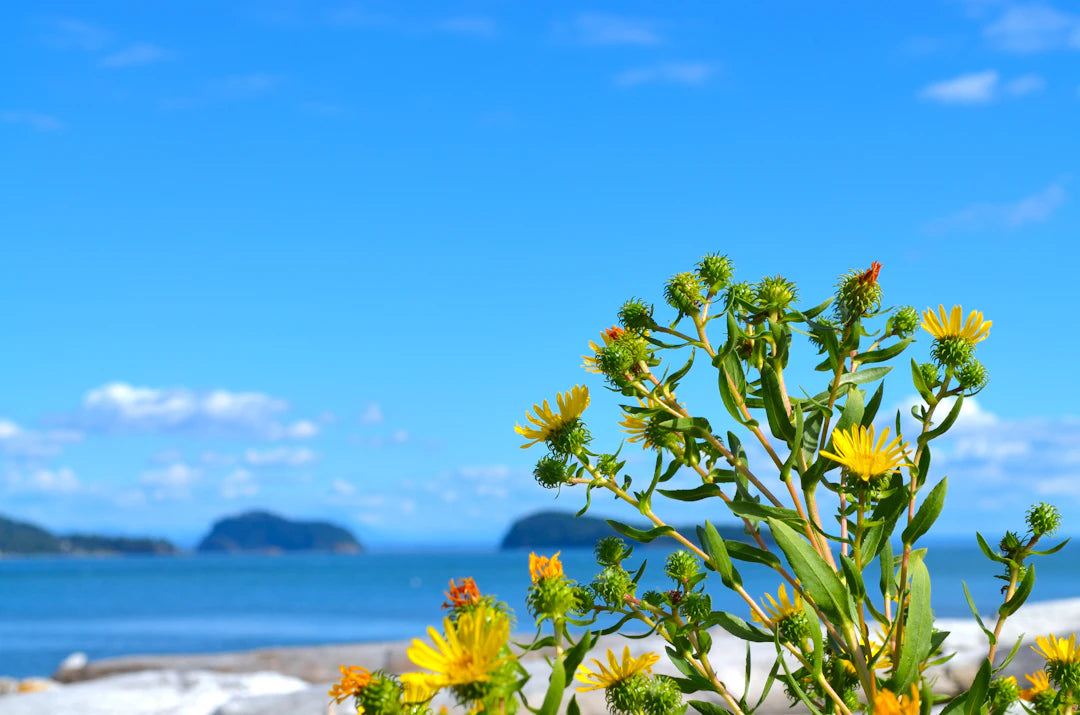 Understanding the Legal Implications of Lie Detection