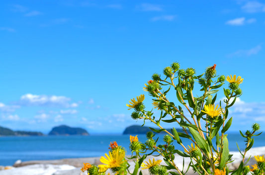 Understanding the Legal Implications of Lie Detection